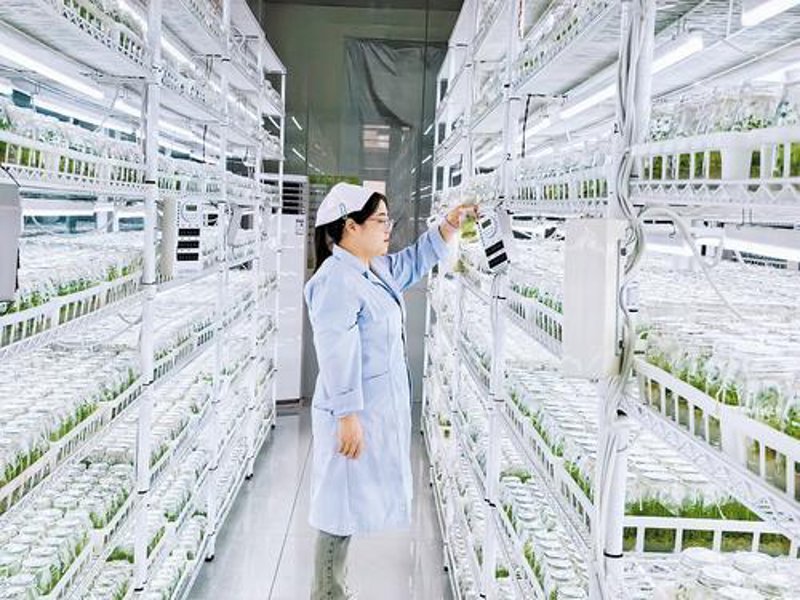 如何种出最甜的西瓜？——种植技巧大揭秘