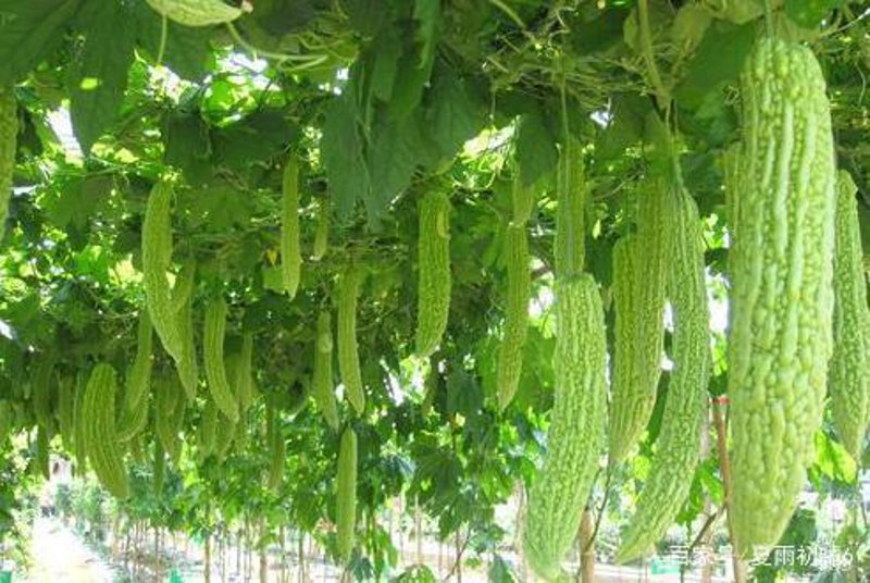 白银生物科技：揭秘天然成分与现代科技的完美融合