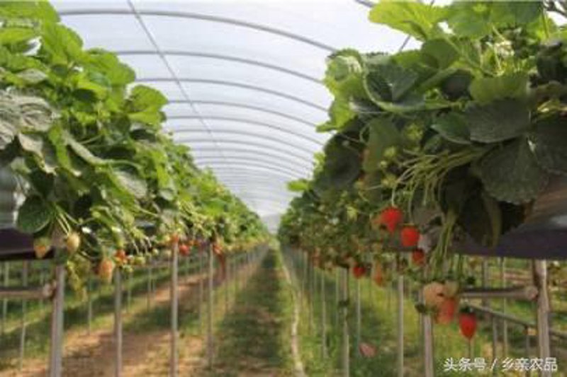 瓜园生物：寻找农业创新的绿洲