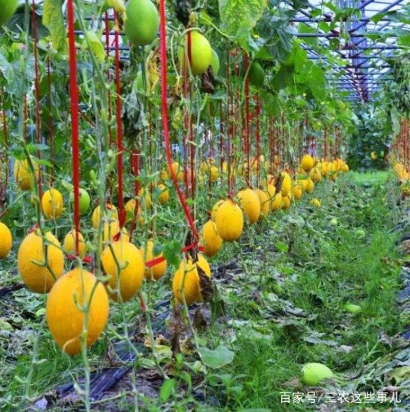 瓜果种植技术：轻松收获甜蜜硕果